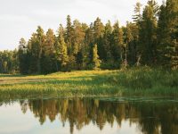 Wetlands