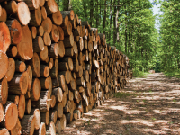 Timber Harvest and Sales- St. Louis County