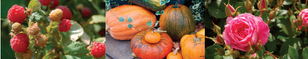 Garden and Farm banner photo