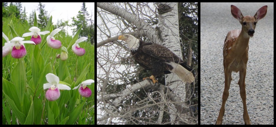 triptych of Showy Lady's Slipper flowers, a perched Bald Eagle, and a White Tailed Deer fawn
