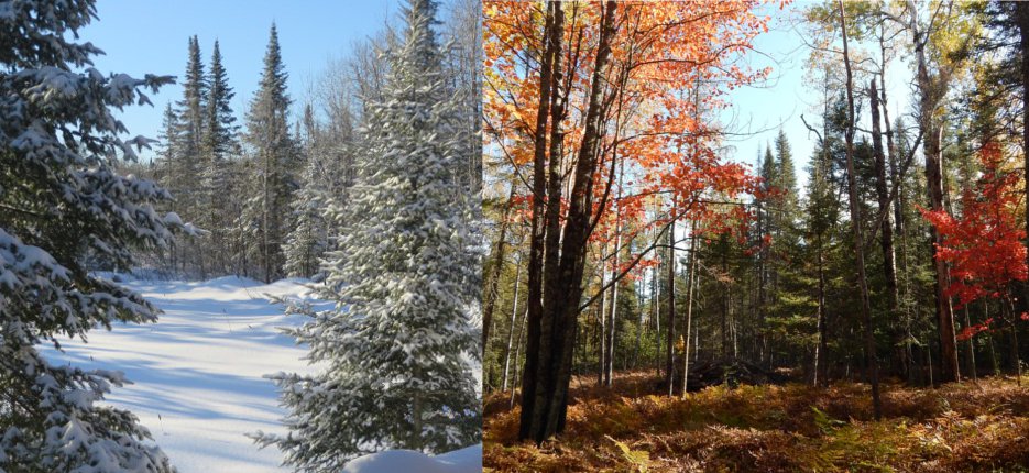winter and fall seasonal forest 