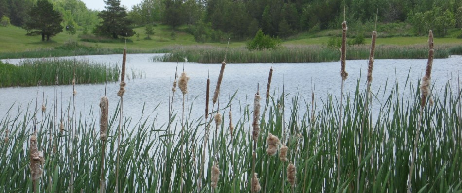 Open Water Wetlands-Cattails