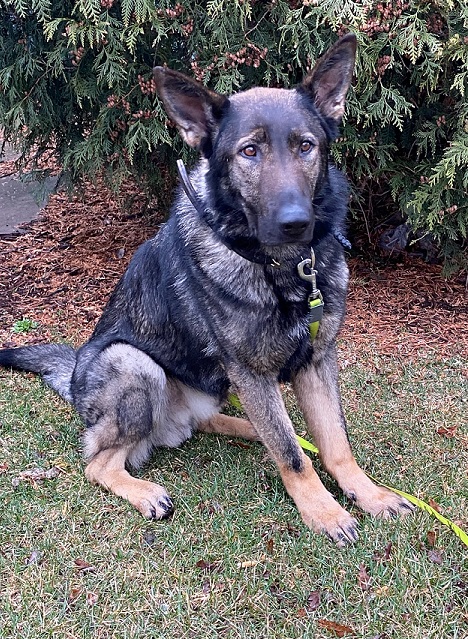 Image of K-9 Thor