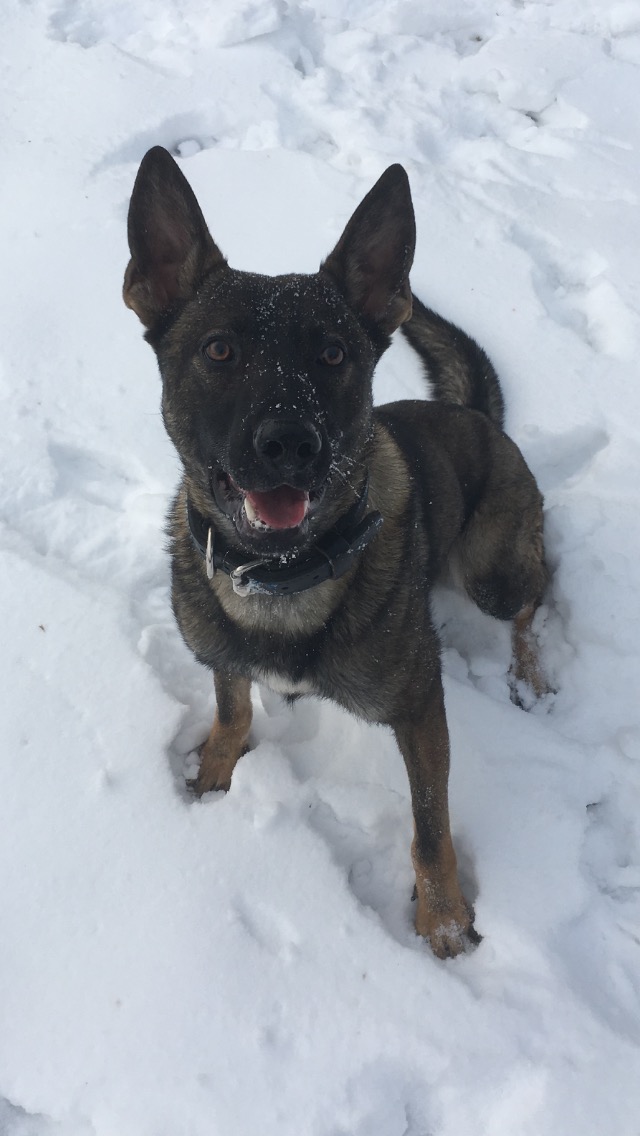 Image of K-9 Donny