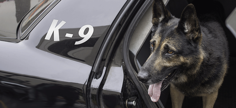 k9car