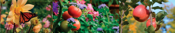 Garden &  Lawn Photo Banner